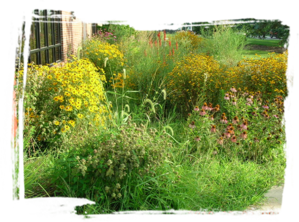 insect raingarden.png